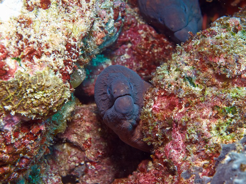 Moray eel, Batee Tokong